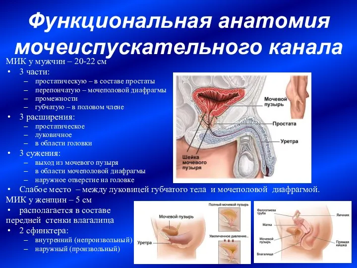 Функциональная анатомия мочеиспускательного канала МИК у мужчин – 20-22 см 3