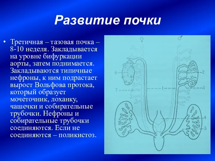 Развитие почки Третичная – тазовая почка – 8-10 неделя. Закладывается на