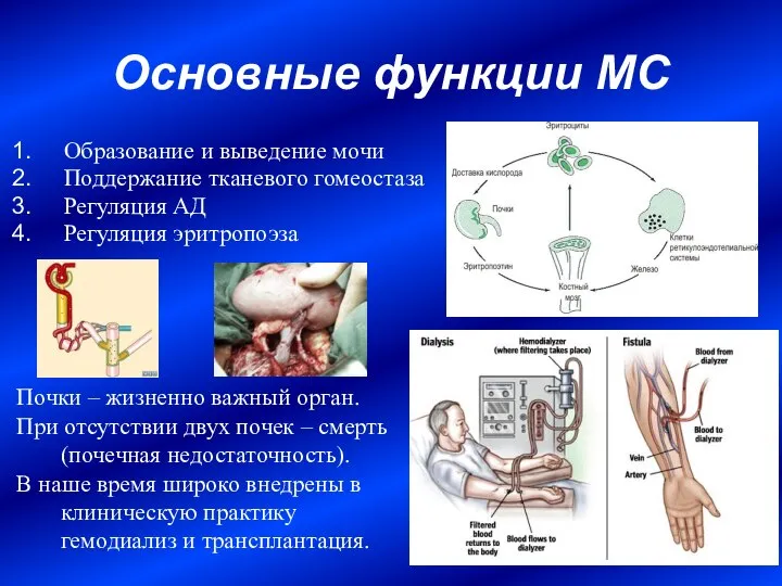 Основные функции МС Образование и выведение мочи Поддержание тканевого гомеостаза Регуляция