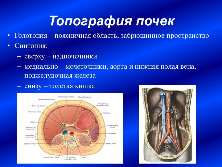 Топография почек Голотопия – поясничная область, забрюшинное пространство Синтопия: сверху –