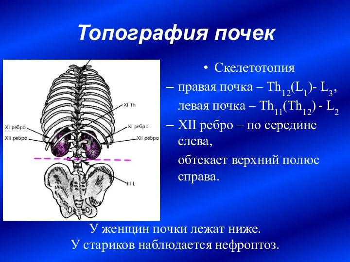 Топография почек Скелетотопия правая почка – Th12(L1)- L3, левая почка –