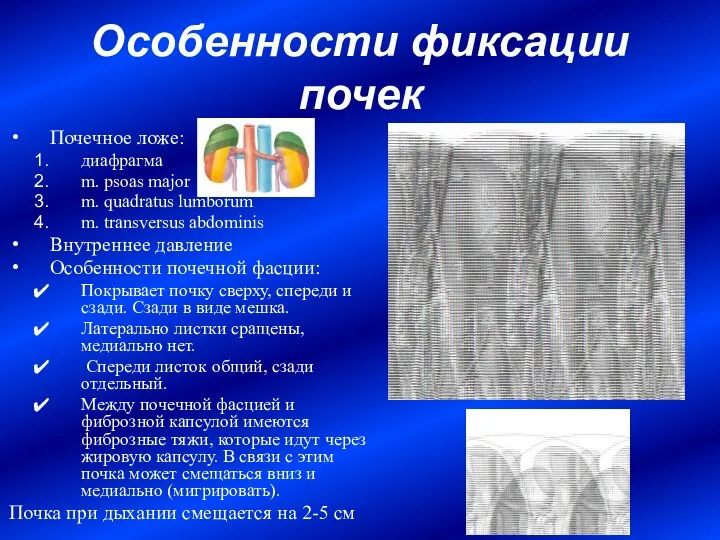 Особенности фиксации почек Почечное ложе: диафрагма m. psoas major m. quadratus