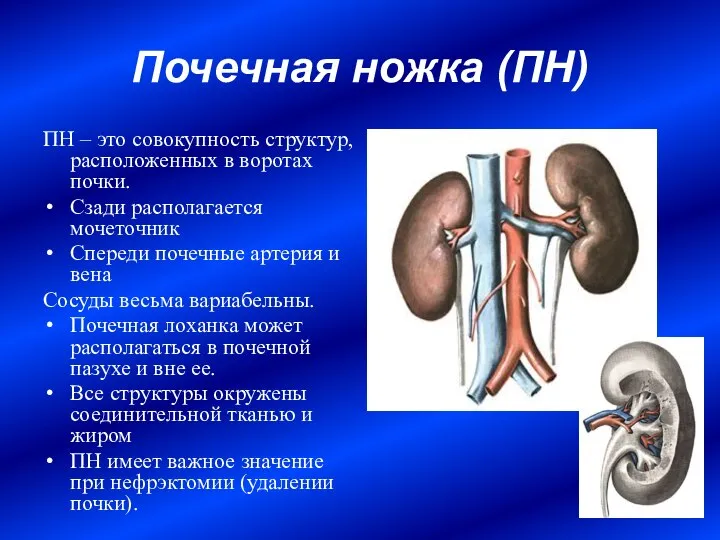 Почечная ножка (ПН) ПН – это совокупность структур, расположенных в воротах