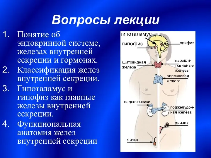 Вопросы лекции Понятие об эндокринной системе, железах внутренней секреции и гормонах.