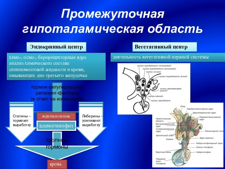 Промежуточная гипоталамическая область Эндокринный центр Вегетативный центр хемо-, осмо-, барорецепторные ядра