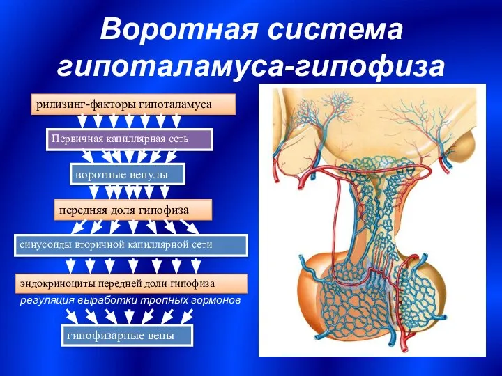 Воротная система гипоталамуса-гипофиза рилизинг-факторы гипоталамуса Первичная капиллярная сеть воротные венулы передняя