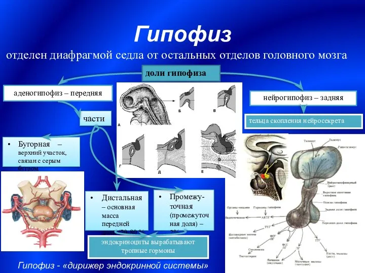 Гипофиз отделен диафрагмой седла от остальных отделов головного мозга доли гипофиза