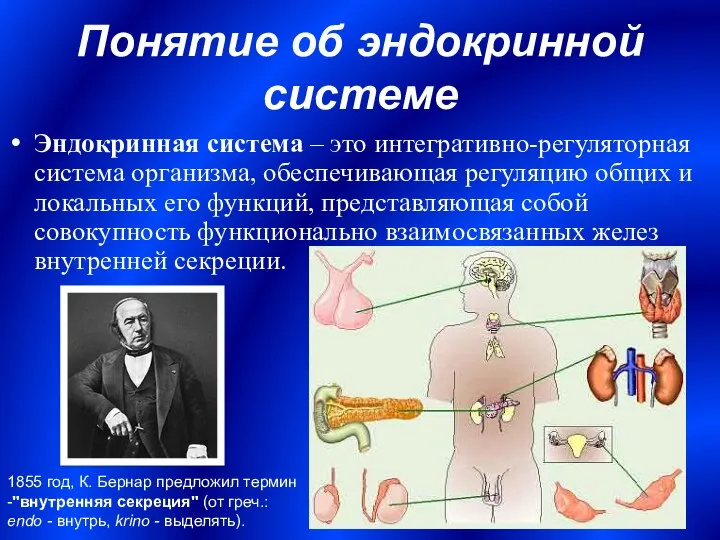 Понятие об эндокринной системе Эндокринная система – это интегративно-регуляторная система организма,