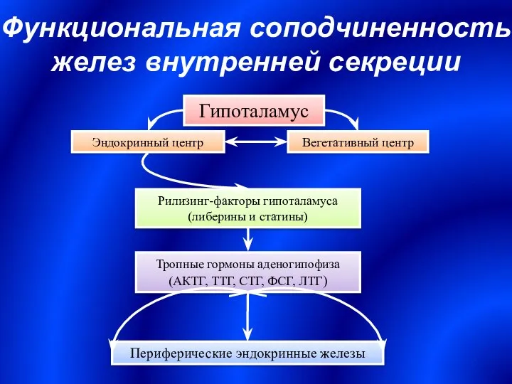 Функциональная соподчиненность желез внутренней секреции Гипоталамус Эндокринный центр Вегетативный центр Рилизинг-факторы