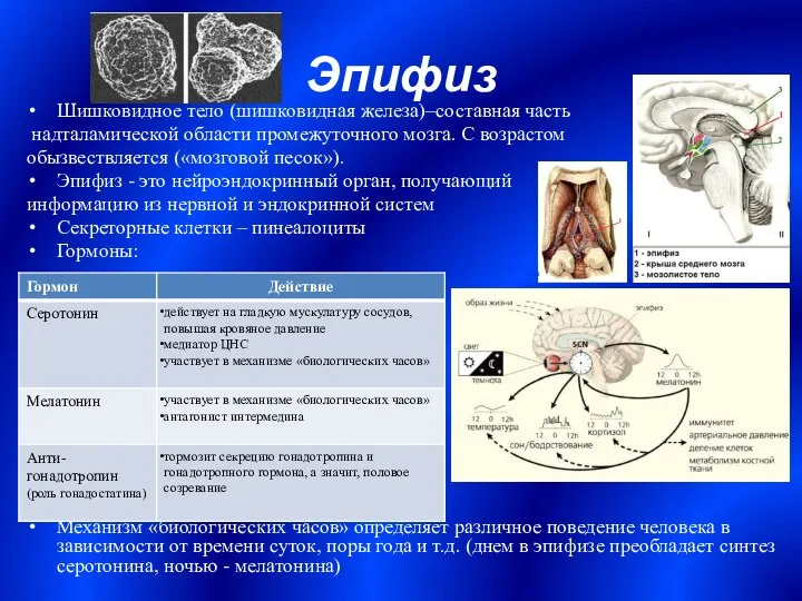 Эпифиз Шишковидное тело (шишковидная железа)–составная часть надталамической области промежуточного мозга. С