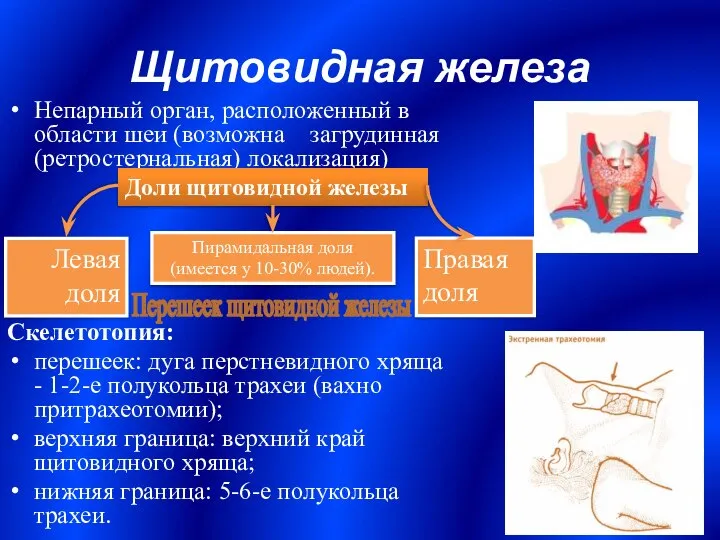 Щитовидная железа Непарный орган, расположенный в области шеи (возможна загрудинная (ретростернальная)