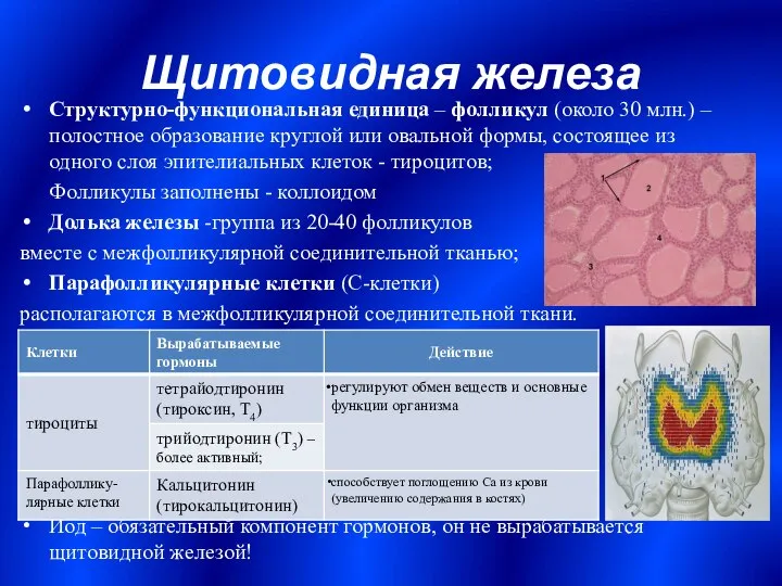 Щитовидная железа Структурно-функциональная единица – фолликул (около 30 млн.) – полостное