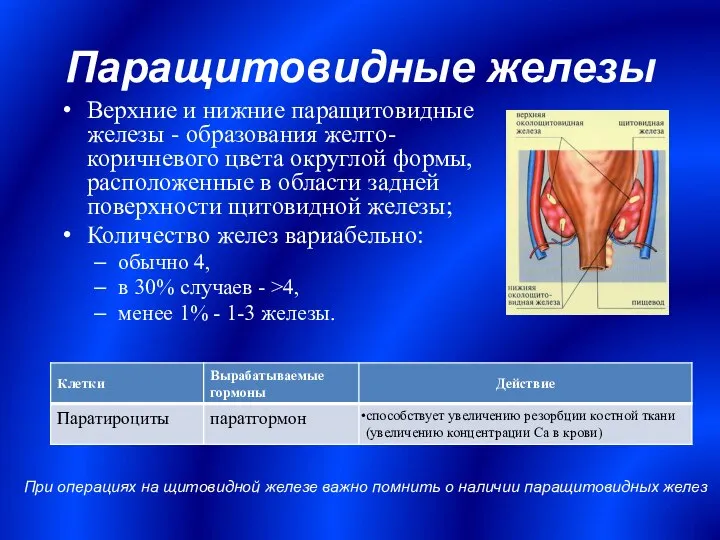 Паращитовидные железы Верхние и нижние паращитовидные железы - образования желто-коричневого цвета