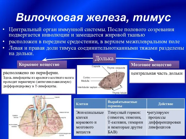 Вилочковая железа, тимус Центральный орган иммунной системы. После полового созревания подвергается