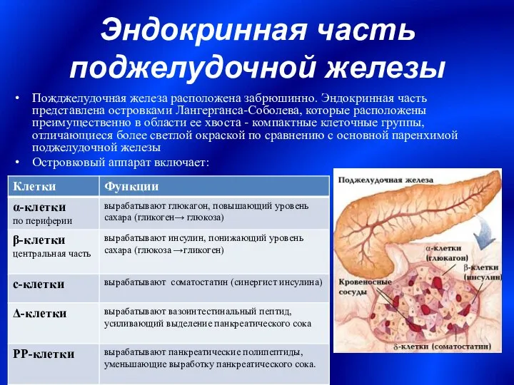 Эндокринная часть поджелудочной железы Пожджелудочная железа расположена забрюшинно. Эндокринная часть представлена