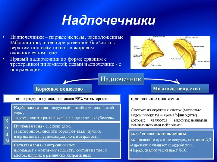 Надпочечники Надпочечники – парные железы, расположенные забрюшинно, в непосредственной близости к