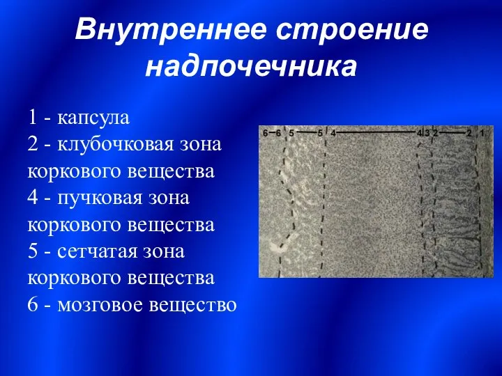 Внутреннее строение надпочечника 1 - капсула 2 - клубочковая зона коркового