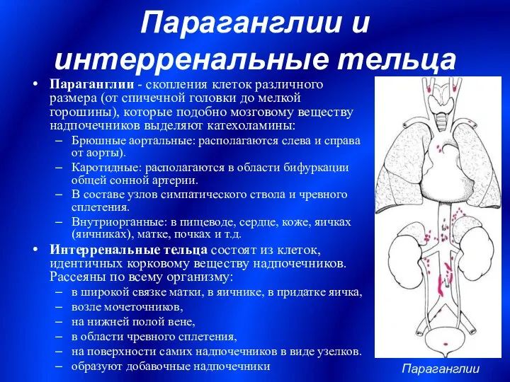 Параганглии и интерренальные тельца Параганглии - скопления клеток различного размера (от