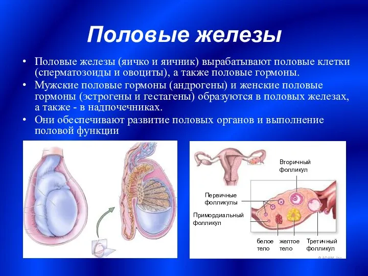 Половые железы Половые железы (яичко и яичник) вырабатывают половые клетки (сперматозоиды