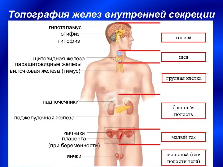 Топография желез внутренней секреции голова шея грудная клетка брюшная полость малый