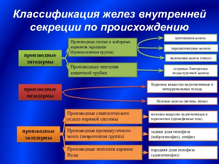 Классификация желез внутренней секреции по происхождению производные энтодермы производные мезодермы производные