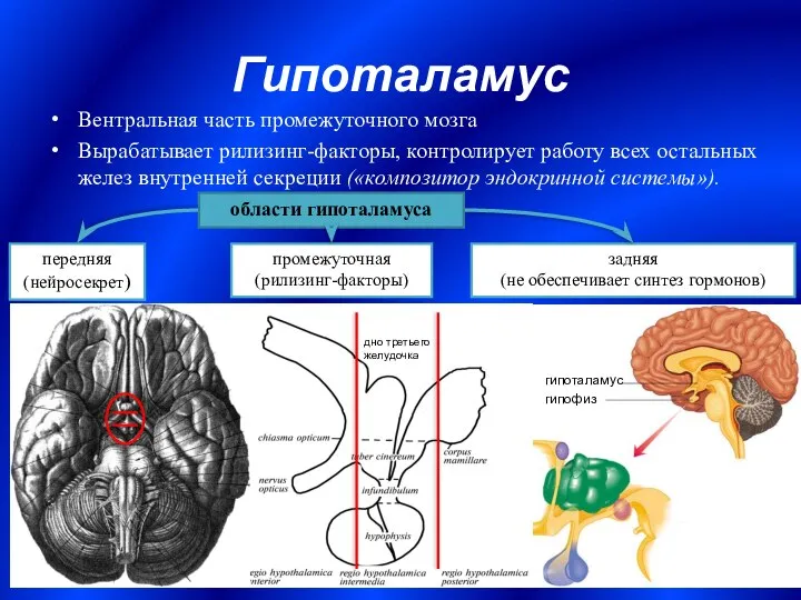 Гипоталамус Вентральная часть промежуточного мозга Вырабатывает рилизинг-факторы, контролирует работу всех остальных