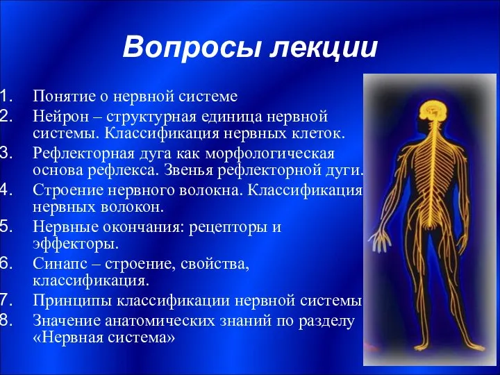 Вопросы лекции Понятие о нервной системе Нейрон – структурная единица нервной