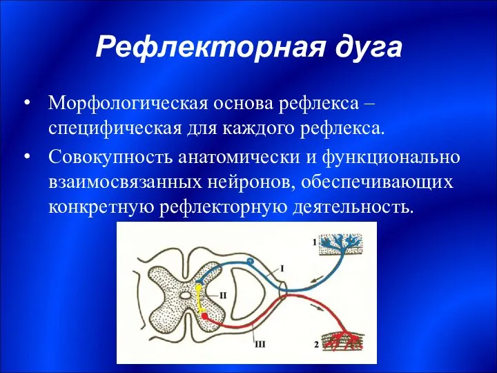 Рефлекторная дуга Морфологическая основа рефлекса – специфическая для каждого рефлекса. Совокупность