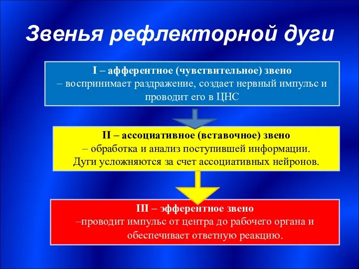 Звенья рефлекторной дуги I – афферентное (чувствительное) звено – воспринимает раздражение,