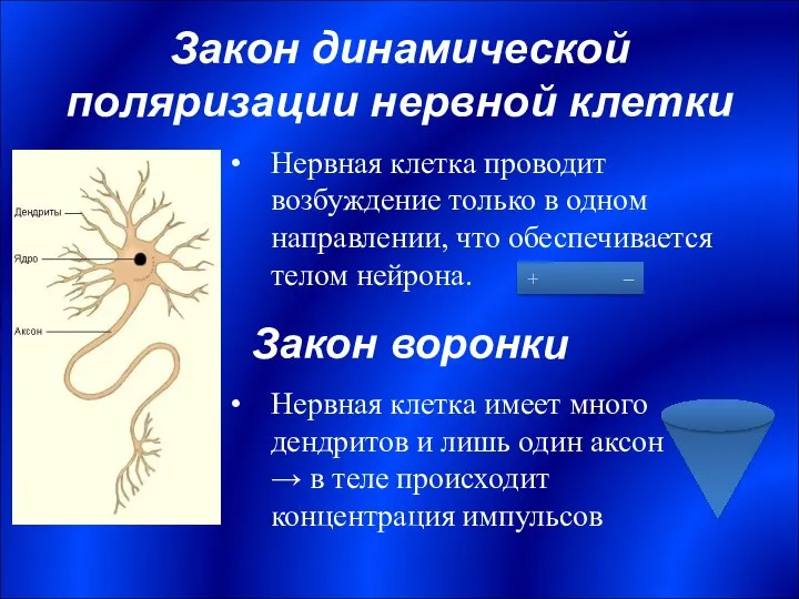 Закон динамической поляризации нервной клетки Нервная клетка проводит возбуждение только в