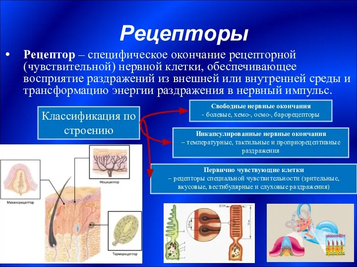 Рецепторы Рецептор – специфическое окончание рецепторной (чувствительной) нервной клетки, обеспечивающее восприятие