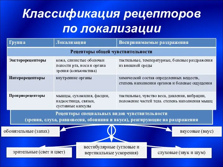 Классификация рецепторов по локализации зрительные (свет и цвет) обонятельные (запах) слуховые