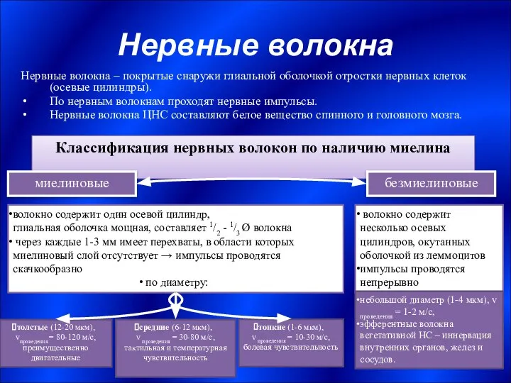 Нервные волокна Нервные волокна – покрытые снаружи глиальной оболочкой отростки нервных