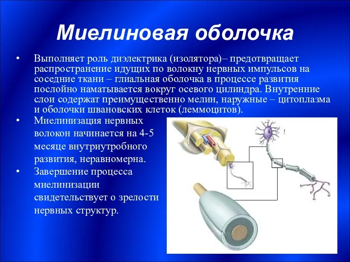 Миелиновая оболочка Выполняет роль диэлектрика (изолятора)– предотвращает распространение идущих по волокну