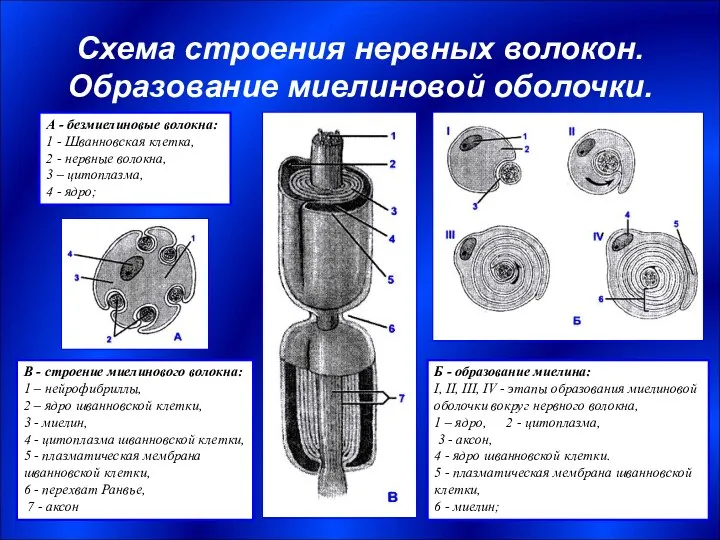 Схема строения нервных волокон. Образование миелиновой оболочки. Б - образование миелина: