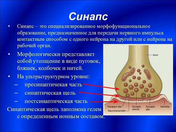 Синапс Морфологически представляет собой утолщение в виде пуговок, бляшек, колбочек и