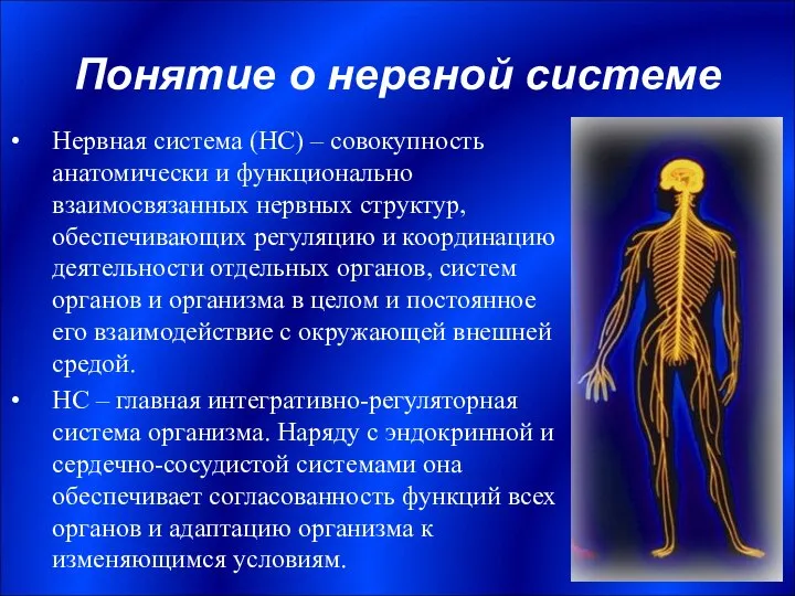 Понятие о нервной системе Нервная система (НС) – совокупность анатомически и