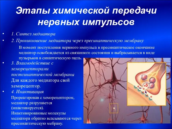 Этапы химической передачи нервных импульсов 1. Синтез медиатора 2. Проникновение медиатора