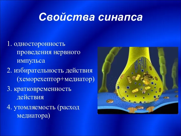 Свойства синапса 1. односторонность проведения нервного импульса 2. избирательность действия (хеморехептор+медиатор)