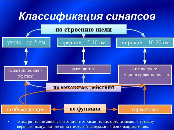 Классификация синапсов по строению щели узкие – до 5 нм широкие