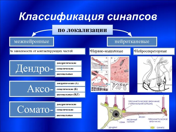 Классификация синапсов по локализации межнейронные нейротканевые Нервно-мышечные в зависимости от контактирующих