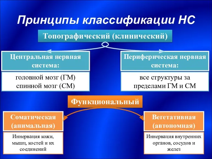 Принципы классификации НС Топографический (клинический) Центральная нервная система: Периферическая нервная система: