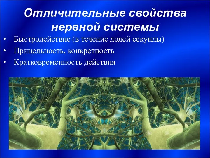 Отличительные свойства нервной системы Быстродействие (в течение долей секунды) Прицельность, конкретность Кратковременность действия