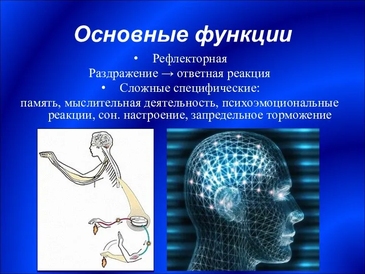 Основные функции Рефлекторная Раздражение → ответная реакция Сложные специфические: память, мыслительная