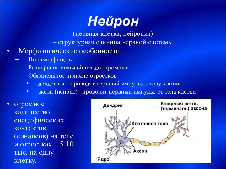 Нейрон Морфологические особенности: Полиморфность Размеры от мельчайших до огромных Обязательное наличие