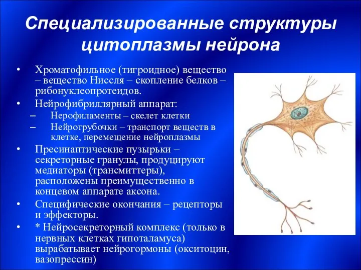 Специализированные структуры цитоплазмы нейрона Хроматофильное (тигроидное) вещество – вещество Ниссля –