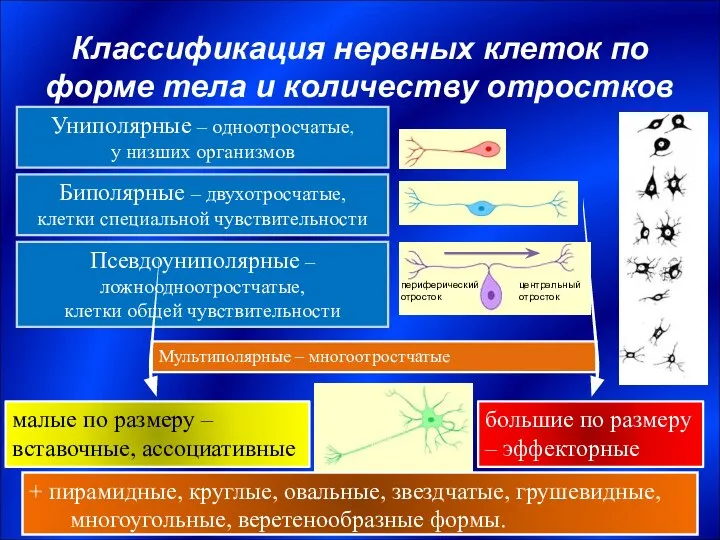 Классификация нервных клеток по форме тела и количеству отростков + пирамидные,