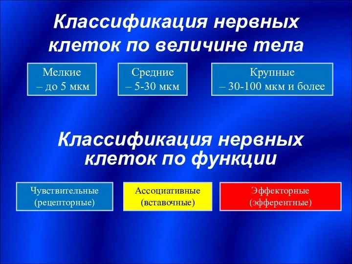 Классификация нервных клеток по величине тела Мелкие – до 5 мкм