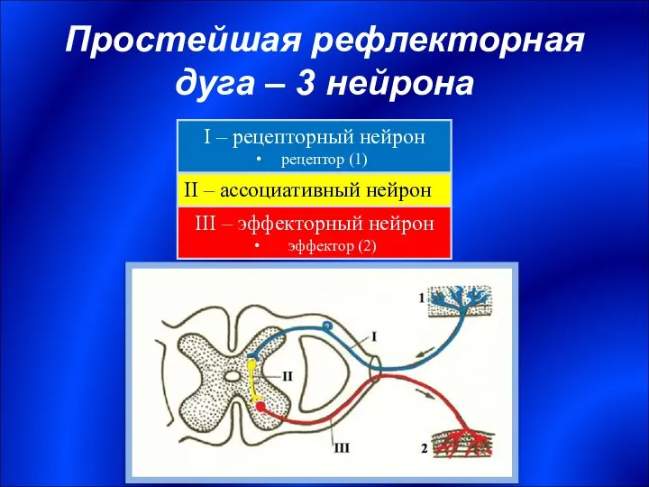 Простейшая рефлекторная дуга – 3 нейрона I – рецепторный нейрон рецептор