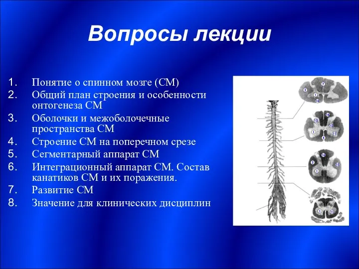 Вопросы лекции Понятие о спинном мозге (СМ) Общий план строения и